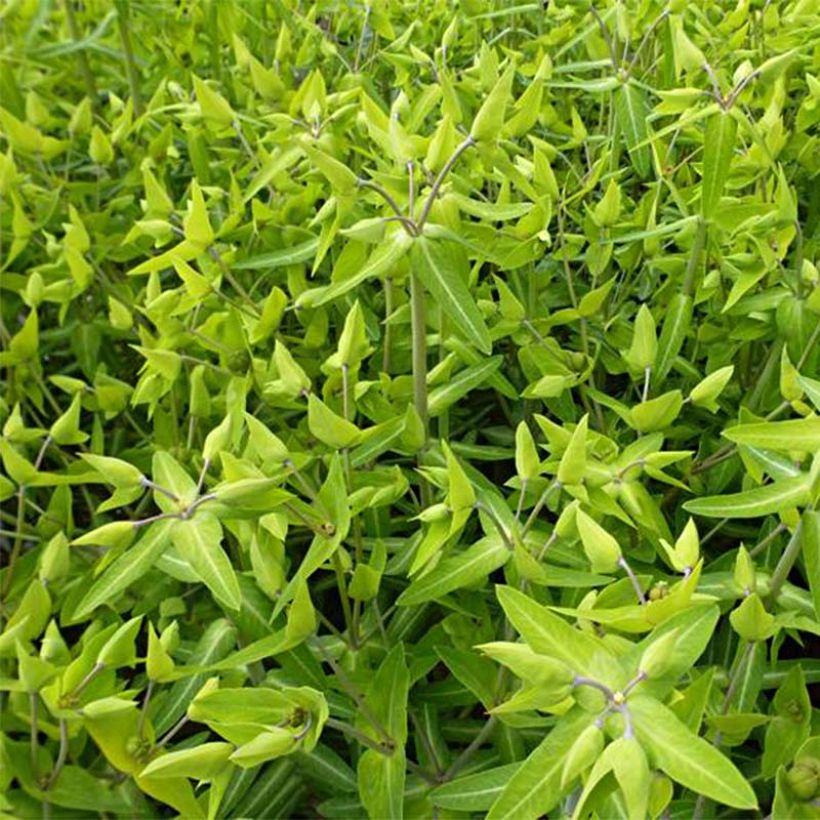 Euphorbia lathyris - Kreuzblättrige Wolfsmilch (Laub)