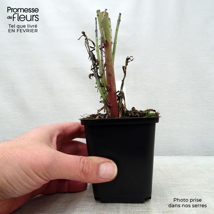 Exemplar von Euphorbia lathyris - Euphorbe des Jardins Godet de 9cm wie im Winter geliefert