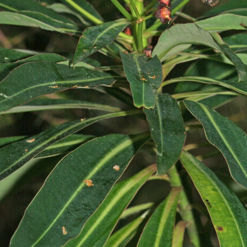 Euphorbia mellifera - Honiggebenden Wolfsmilch (Laub)