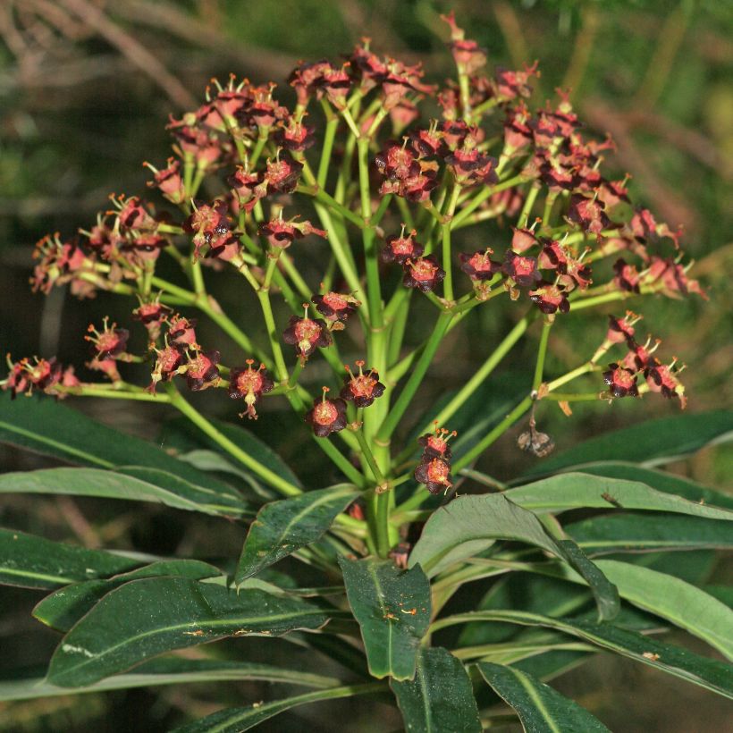 Euphorbia mellifera - Honiggebenden Wolfsmilch (Blüte)