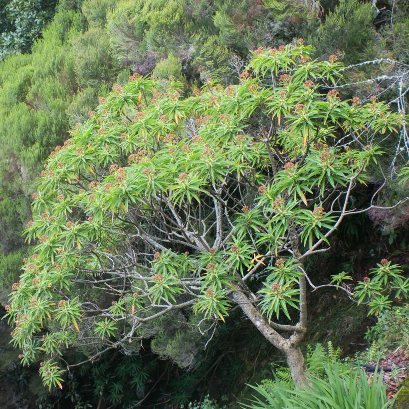 Euphorbia mellifera - Honiggebenden Wolfsmilch (Hafen)