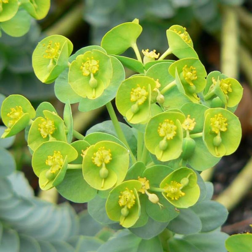 Euphorbia myrsinites - Blaugrüne Wolfsmilch (Blüte)