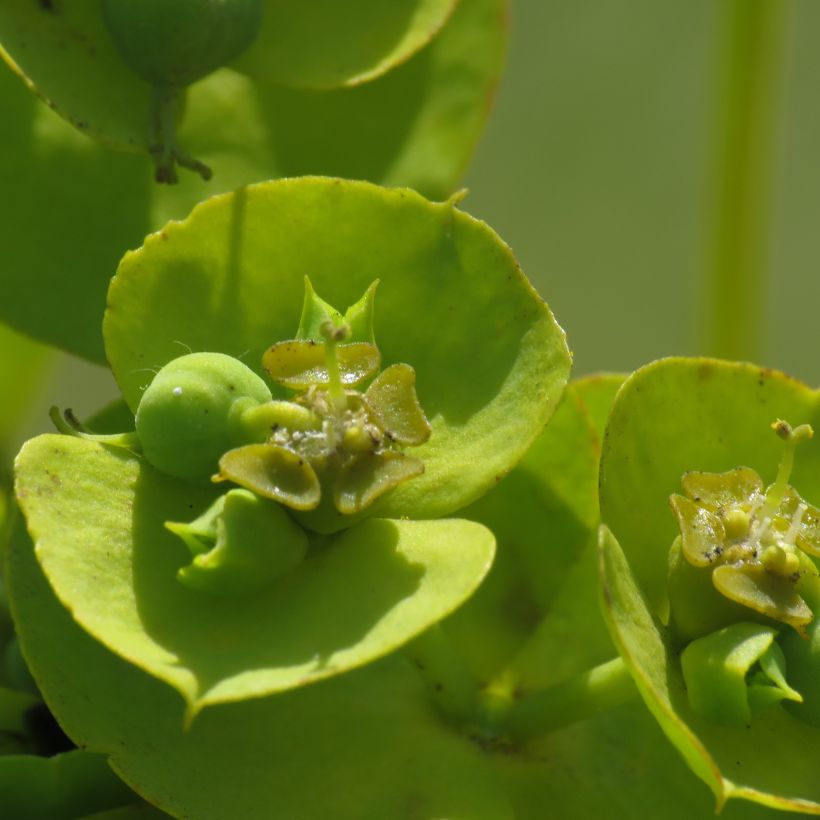 Euphorbia nicaeensis - Nizza-Wolfsmilch (Blüte)