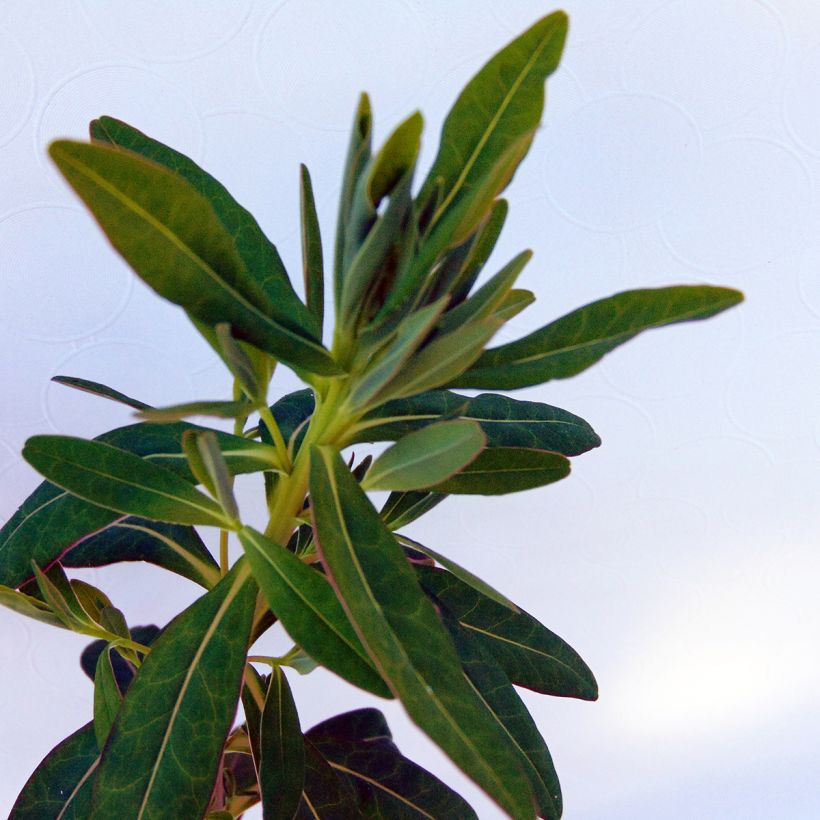 Euphorbia palustris - Sumpf-Wolfsmilch (Laub)