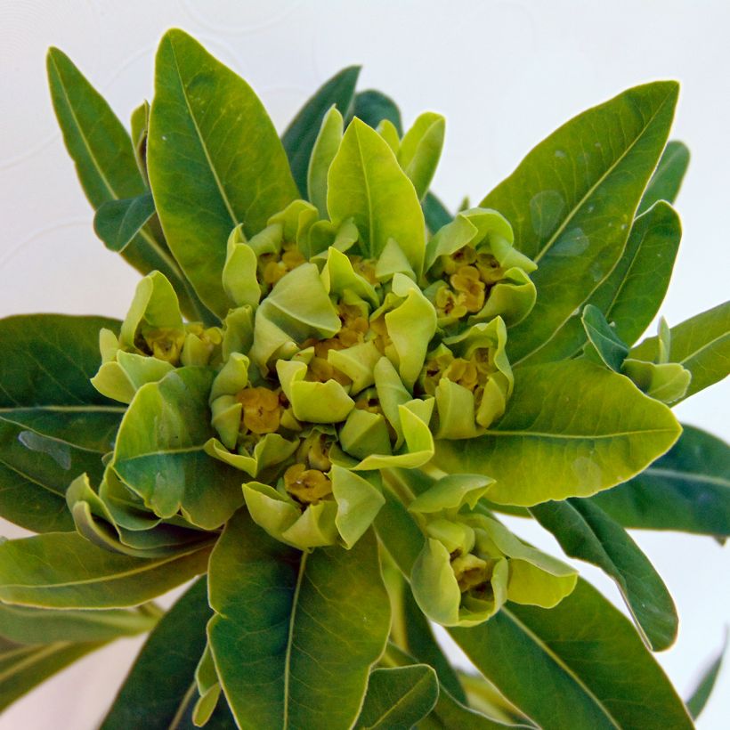 Euphorbia palustris - Sumpf-Wolfsmilch (Blüte)