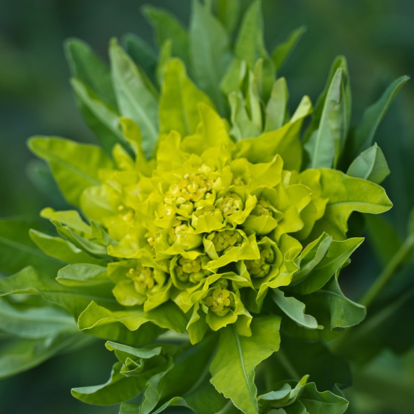 Euphorbia polychroma - Gold-Wolfsmilch (Blüte)