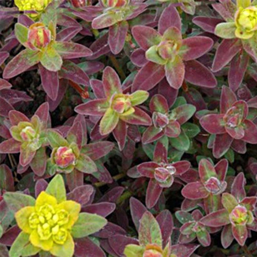 Euphorbia polychroma Bonfire - Gold-Wolfsmilch (Laub)