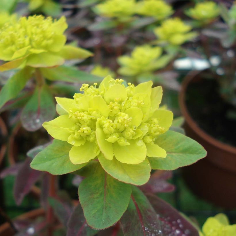 Euphorbia polychroma Bonfire - Gold-Wolfsmilch (Blüte)