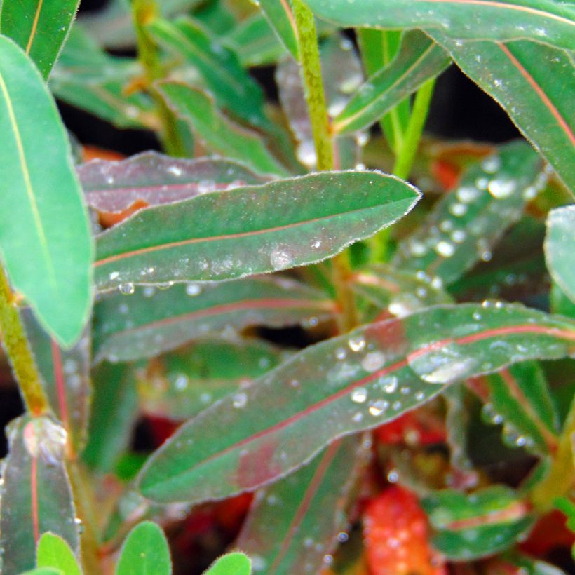 Euphorbia polychroma Purpurea - Gold-Wolfsmilch (Laub)