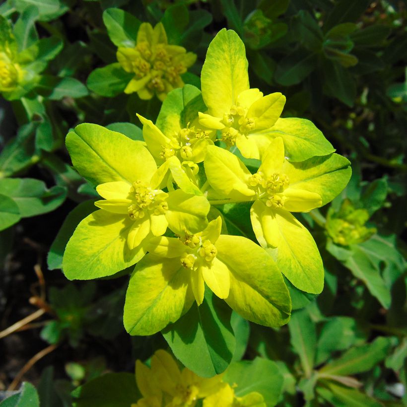 Euphorbia polychroma Purpurea - Gold-Wolfsmilch (Blüte)