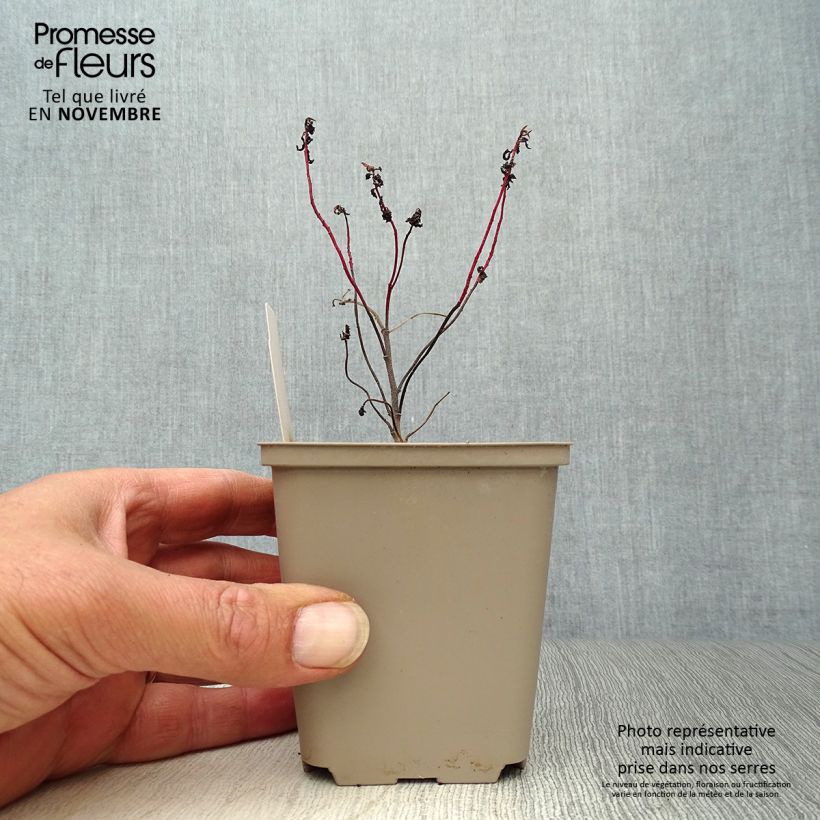 Exemplar von Euphorbia polychroma Purpurea - Euphorbe polychrome Godet de 9cm wie im Herbst geliefert