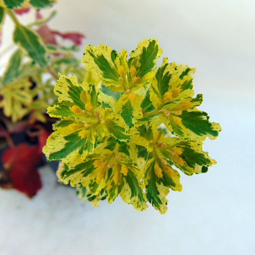 Euphorbia polychroma Variegata - Gold-Wolfsmilch (Blüte)