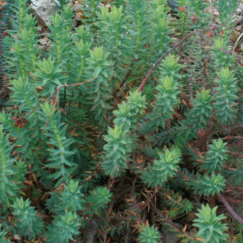 Euphorbia pithyusa - Pithyusen-Wolfsmilch (Laub)