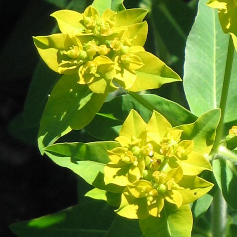 Euphorbia schillingii - Wolfsmilch (Blüte)