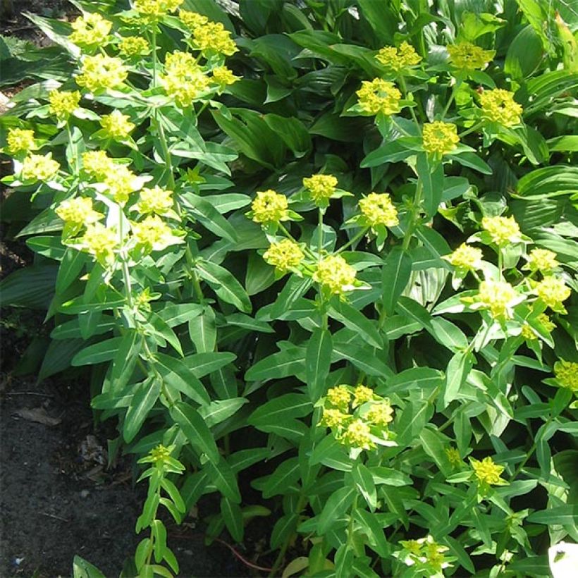 Euphorbia schillingii - Wolfsmilch (Hafen)