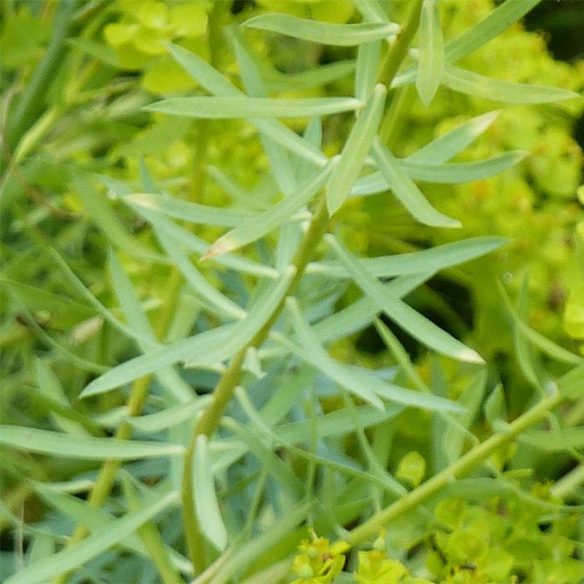 Euphorbia seguieriana subsp. niciciana - Steppen-Wolfsmilch (Laub)