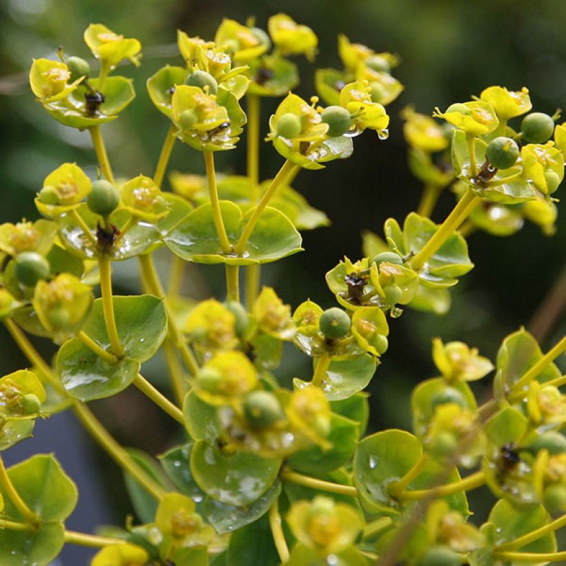 Euphorbia seguieriana subsp. niciciana - Steppen-Wolfsmilch (Blüte)