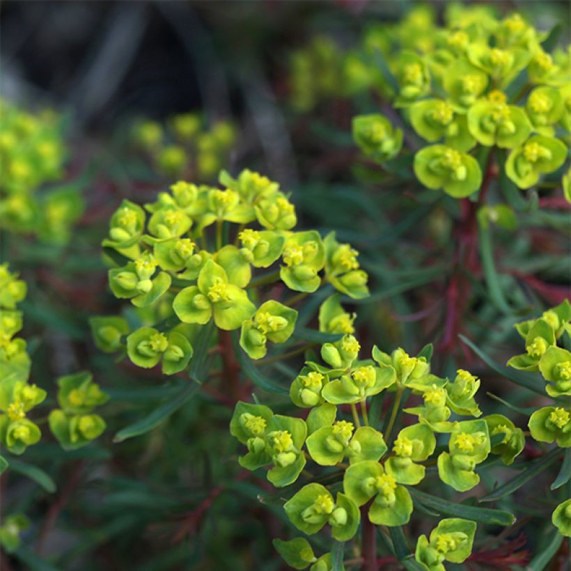 Euphorbia cyparissias Fens Ruby - Zypressen-Wolfsmilch (Blüte)