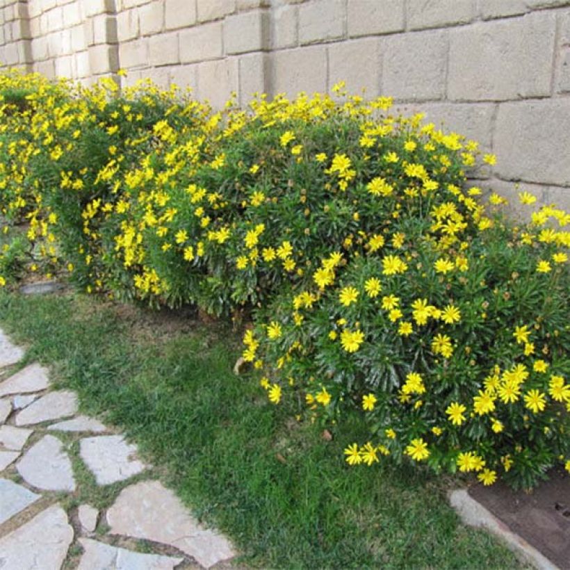 Euryops chrysanthemoides - Goldmargerite (Hafen)