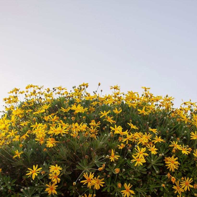 Euryops chrysanthemoides Sonnenschein - Goldmargerite (Hafen)