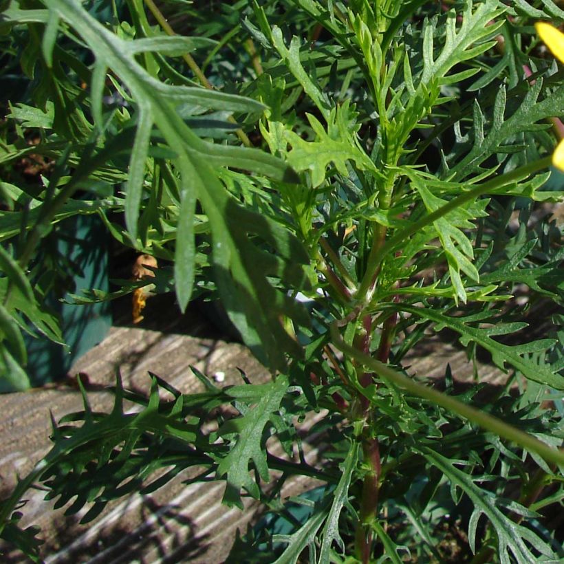 Euryops pectinatus - Goldmargerite (Laub)