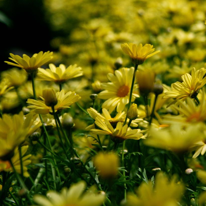 Euryops pectinatus - Goldmargerite (Blüte)