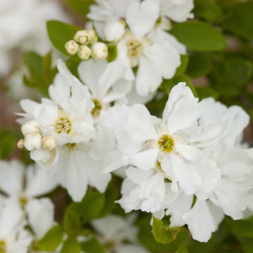 Prunkspiere Lotus Moon - Exochorda macrantha (Blüte)