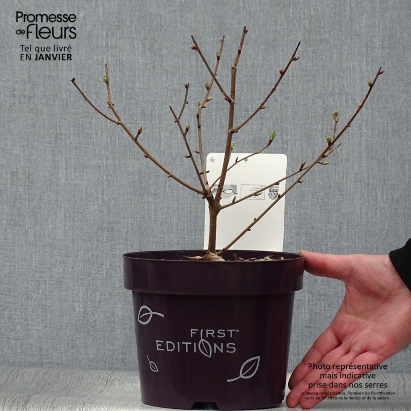 Exemplar von Exochorda Lotus Moon - Exochorde hybride - Arbre aux perles en pot de 3L/4L wie im Winter geliefert