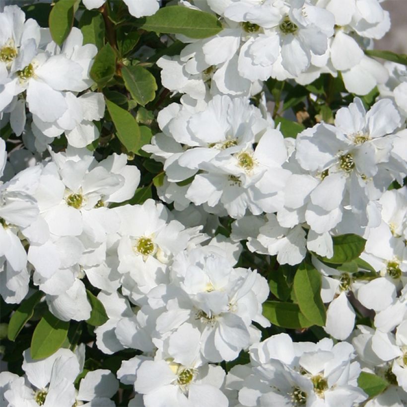 Prunkspiere Magical Springtime - Exochorda racemosa (Blüte)