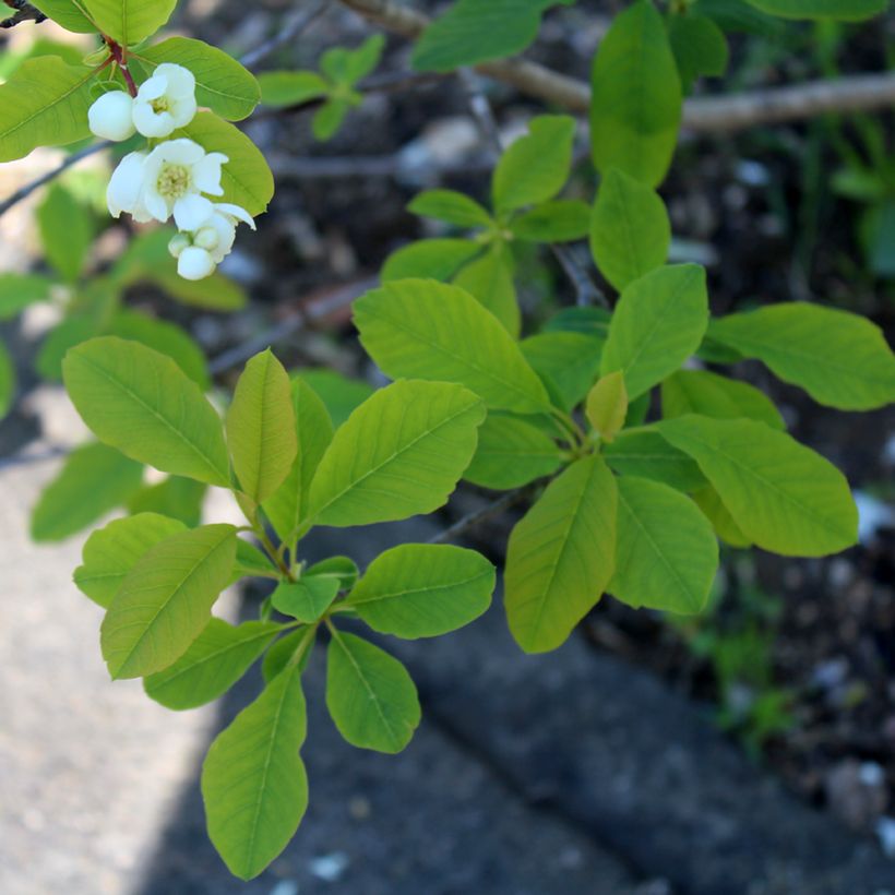 Prunkspiere Magical Springtime - Exochorda racemosa (Laub)