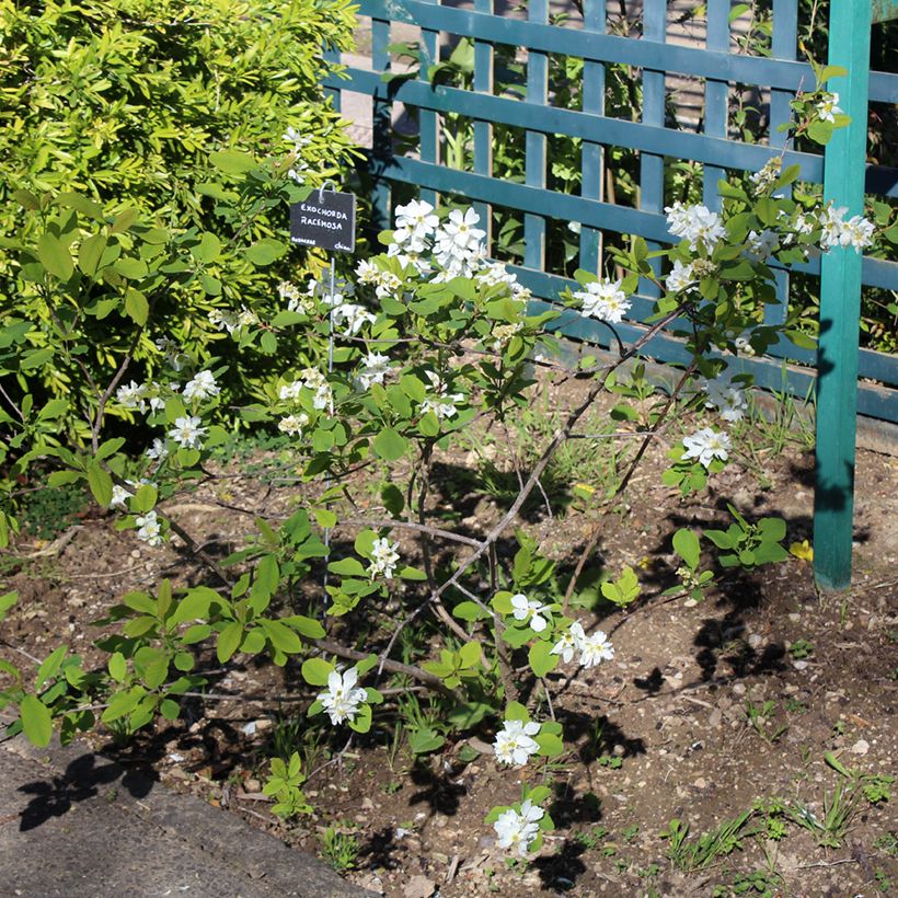 Prunkspiere Magical Springtime - Exochorda racemosa (Hafen)