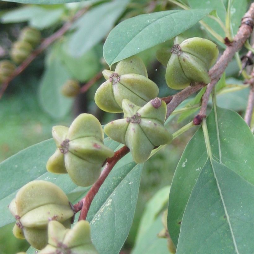 Prunkspiere Niagara - Exochorda racemosa (Ernte)