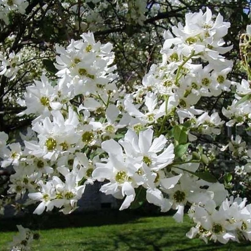 Prunkspiere Snow White - Exochorda serratifolia (Blüte)