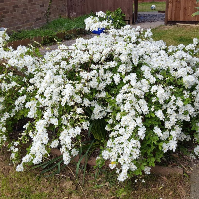 Prunkspiere Snow White - Exochorda serratifolia (Hafen)