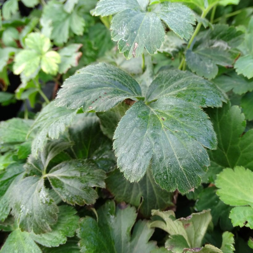 Waldsteinia ternata - Waldsteinia (Laub)