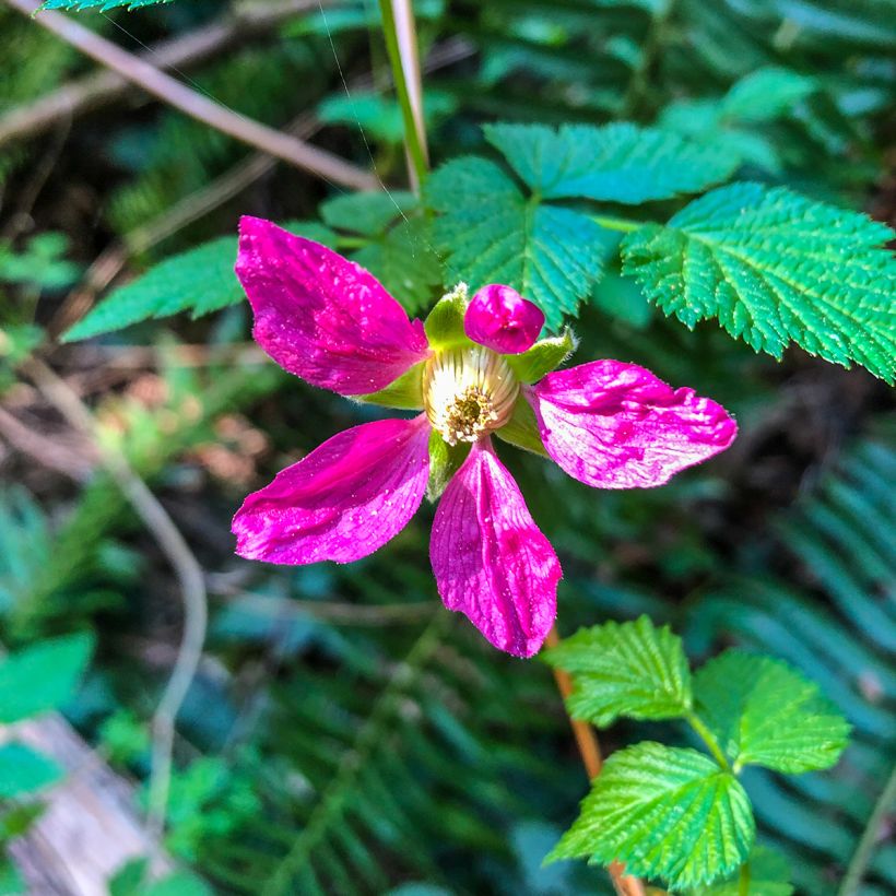 Rubus spectabilis Pacific Rose - Pracht-Himbeere (Blüte)