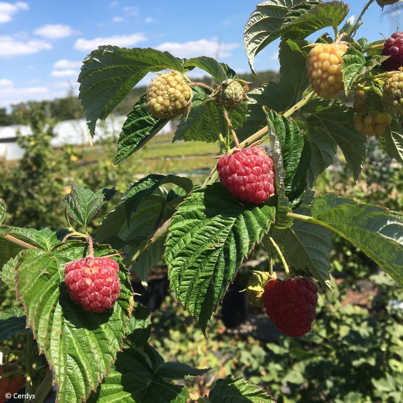 Himbeere Primeberry Autumn Fleshy (Ernte)