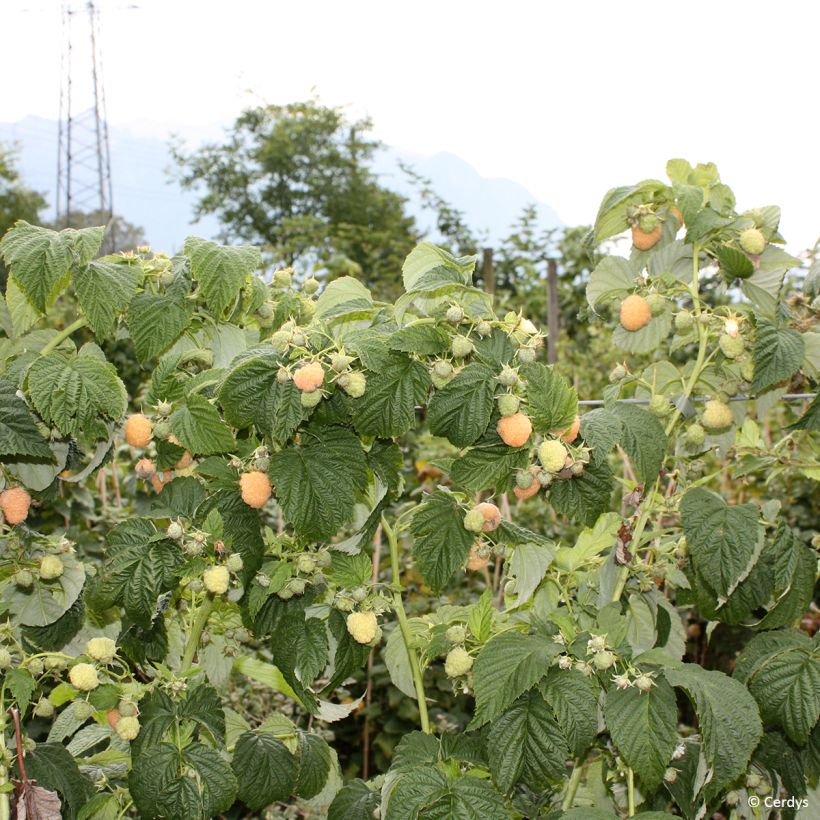 Himbeere Schlaraffia Golddigger (Hafen)