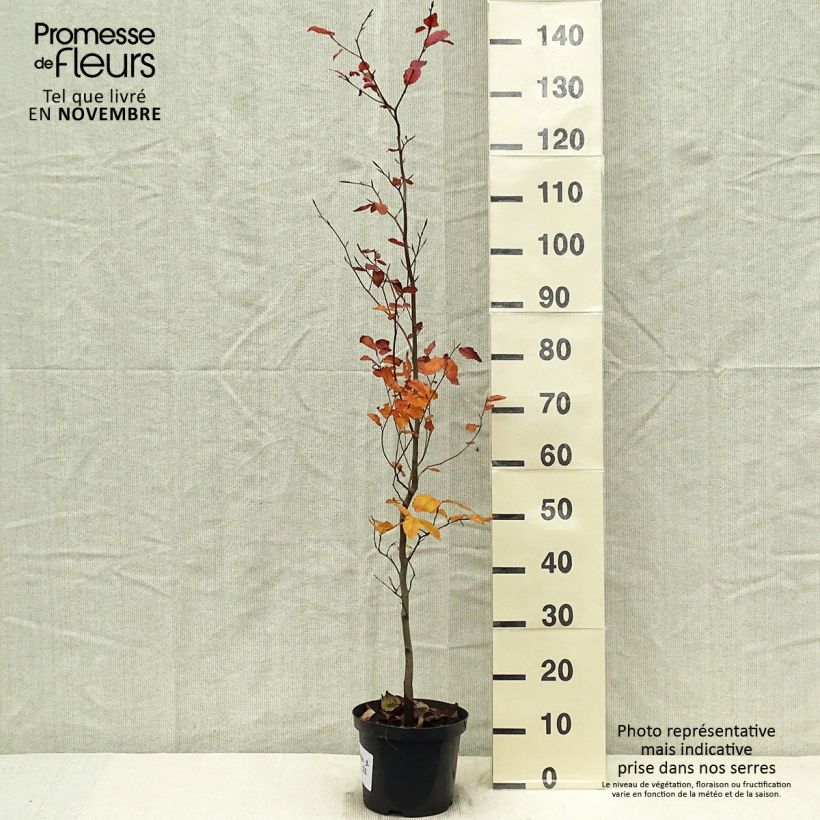 Exemplar von Rotbuche Atropurpurea - Fagus sylvatica wie im Herbst geliefert