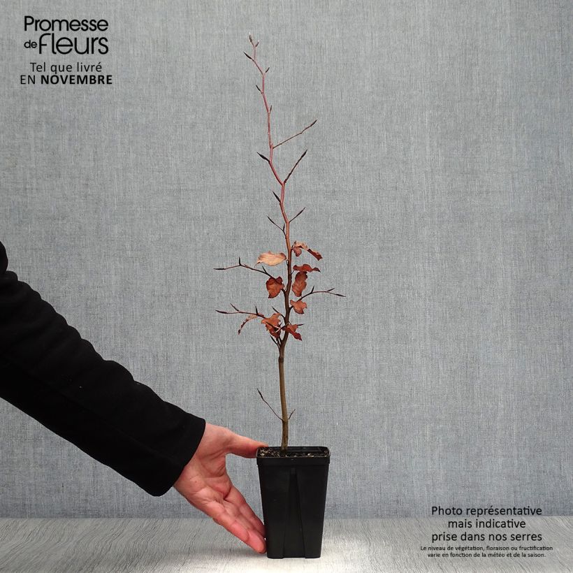 Exemplar von Rotbuche Atropurpurea - Fagus sylvatica wie im Herbst geliefert