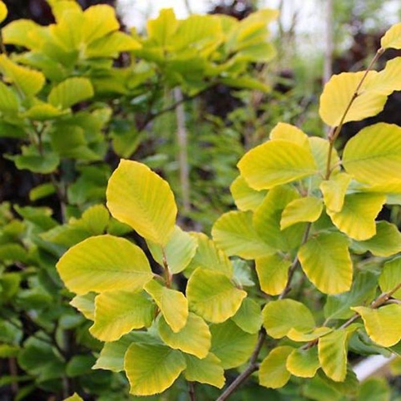 Rotbuche Dawyck Gold - Fagus sylvatica (Laub)