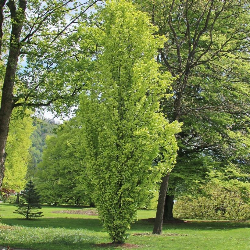 Rotbuche Dawyck Gold - Fagus sylvatica (Hafen)