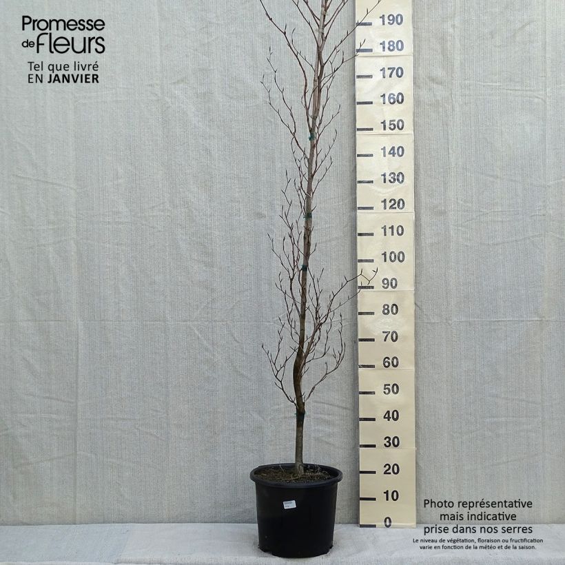 Exemplar von Fagus sylvatica Dawyck Gold - Hêtre fastigié doré en pot de 12L/15L wie im Winter geliefert