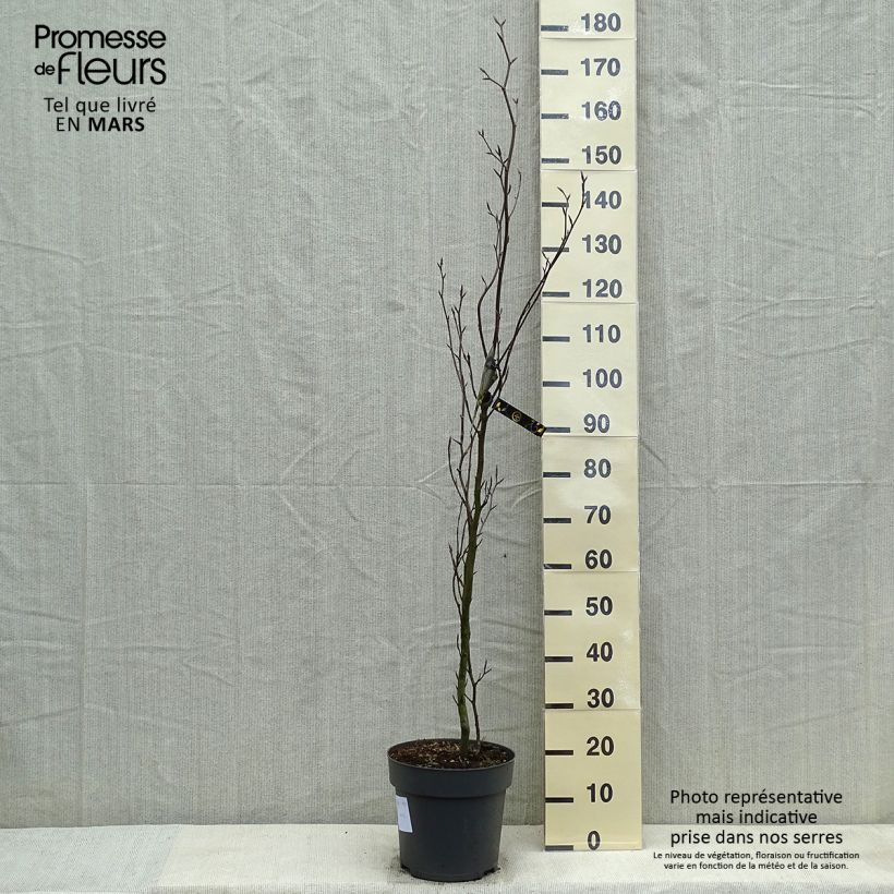 Exemplar von Rotbuche Dawyck - Fagus sylvatica Topf mit 7,5L/10LGelieferte Höhe ca. 100/125cm wie im Frühjahr geliefert