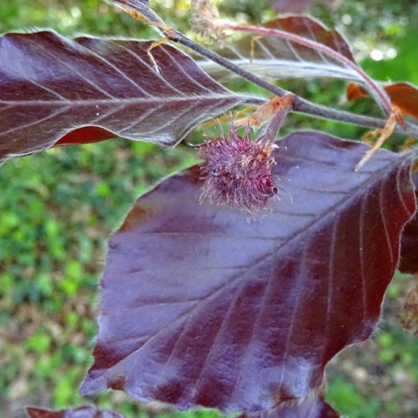 Rotbuche Dawyck Purple - Fagus sylvatica (Laub)