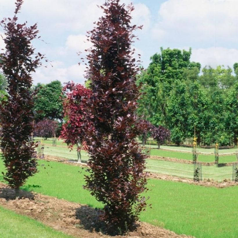 Rotbuche Dawyck Purple - Fagus sylvatica (Hafen)