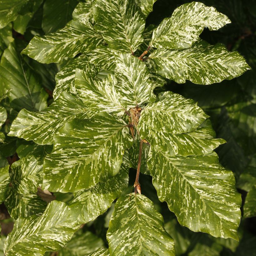 Rotbuche Marmor Star - Fagus sylvatica (Laub)