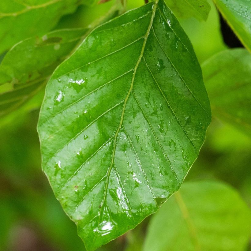 Rotbuche Pendula - Fagus sylvatica (Laub)