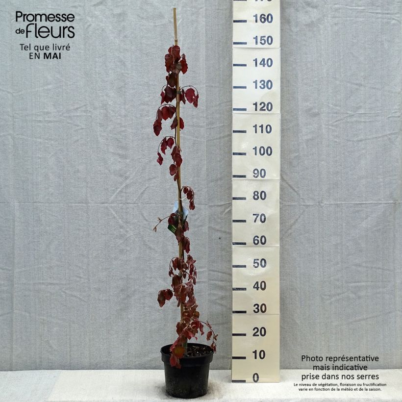 Exemplar von Fagus sylvatica Purple Fountain - Hêtre pourpre pleureur wie im Frühjahr geliefert