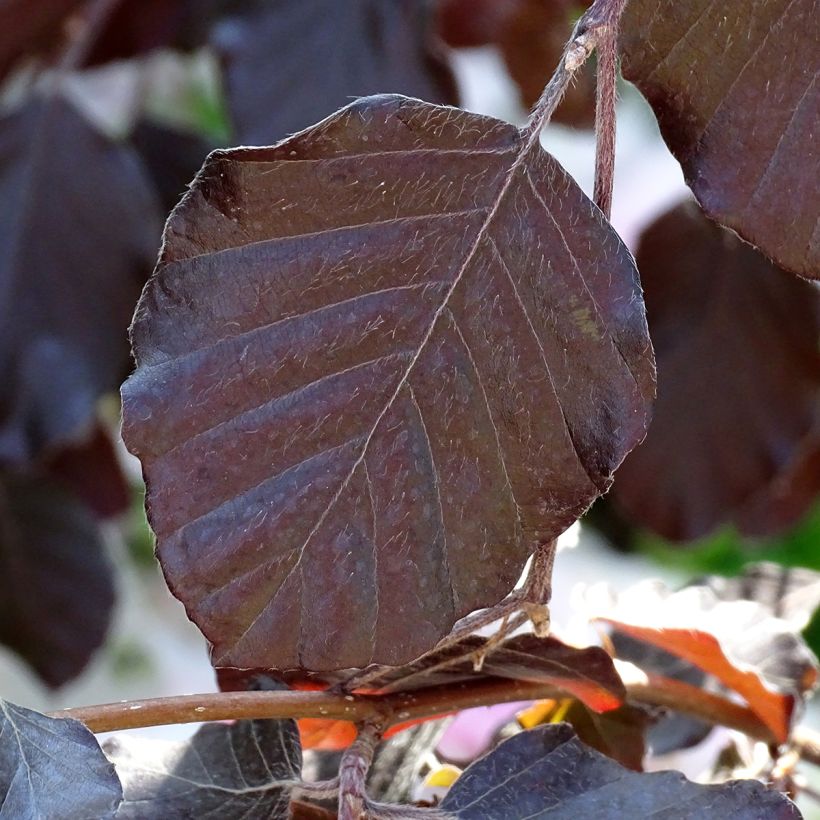 Rotbuche Purple Fountain - Fagus sylvatica (Laub)